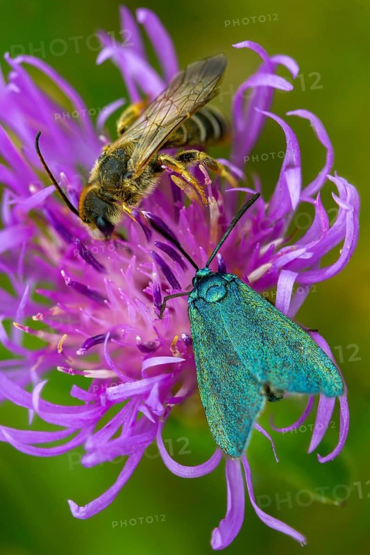 Flake green ram, green ram, jordanita globulariae, high size, portrait format, insects, moths, moths, moths, scarce forester, ram