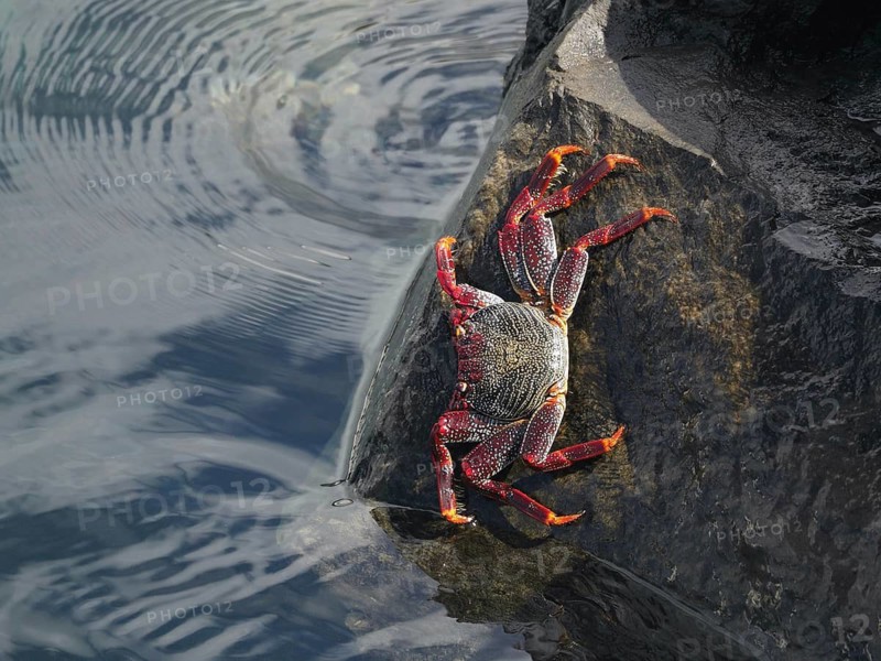 A red rock crab (Grapsus adscensionis) with orange legs clings to a rock, Puerto de Santiago, Tenerife, Canary Islands, Spain