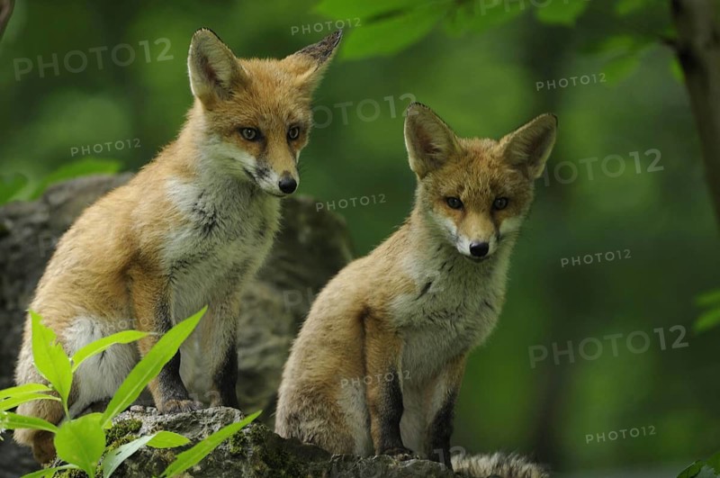 Fox, foxes, two, young animals, vulpes vulpes, animals, mammals, wildlife
