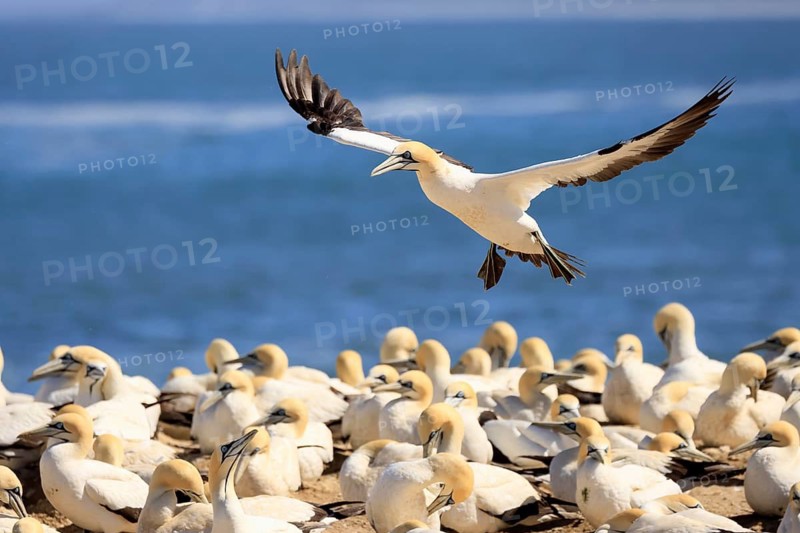 Cape Gannet (Morus capensis), adult, in flight, breeding colony, Lamberts Bay, Western Cape, South Africa