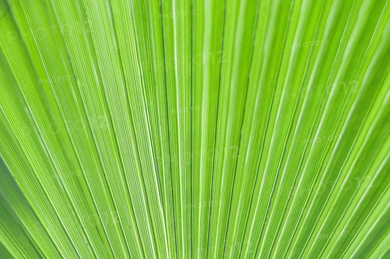 Close-up of a vibrant green palm leaf with distinct ribbed texture and lines. The leaf showcases natural patterns and a fresh, tropical appearance. Green natural background