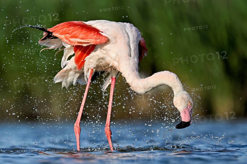 A greater flamingo (Phoenicopterus roseus) bathing in a pond, Camargue Regional Nature Park, southern France
