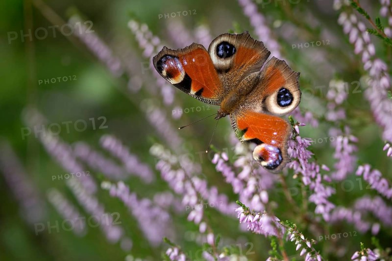 Aglais io, Inachis io, Nymphalis io, peacock butterfly, butterfly, insects, butterfly, butterflies, butterflies