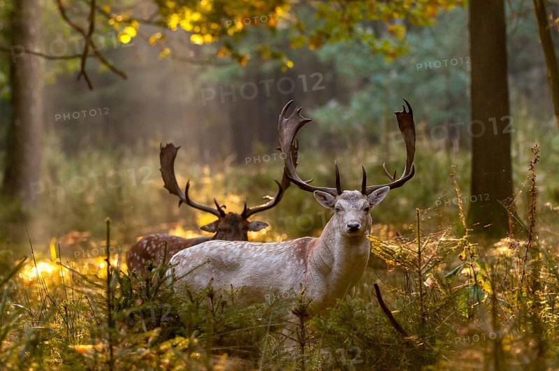 Dama dama, fallow deer, fallow deer, mammals, shovelers, mammals