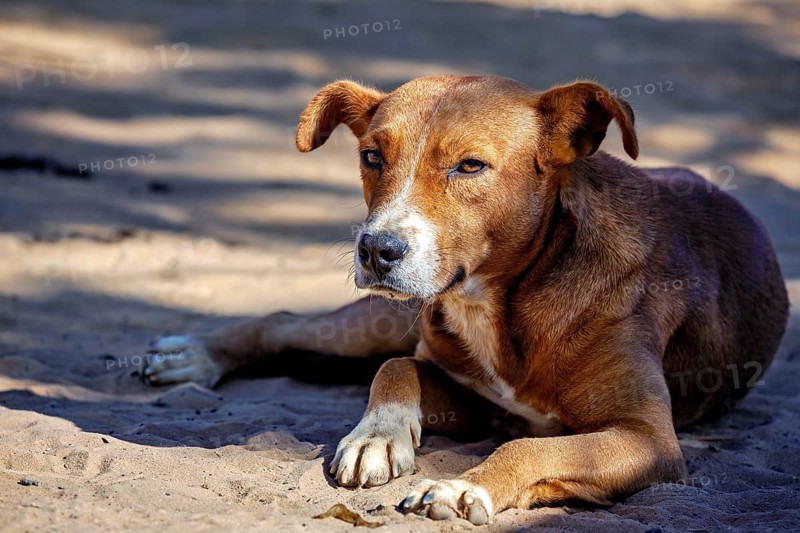 A brown dog lies relaxed in the shade on sandy ground, a stray dog in the streets of a village in the Caatinga region of Brazil (Meleagris gallopavo)