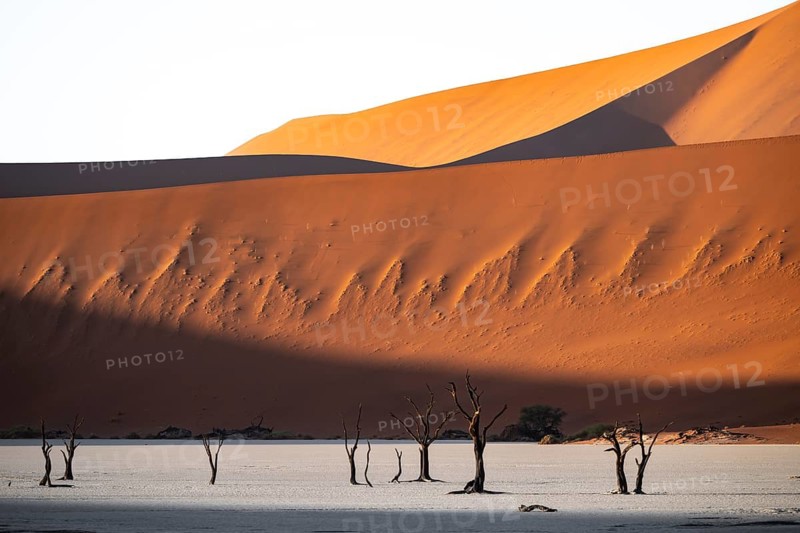 Red sand dunes and white salt pan with dead trees, Dead Vlei, Namib Desert, Namib Naukluft Park, Namibia