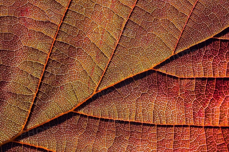 Close-up of the Red Zellernut, red-leaved hazel or cobnut, red-leaved Zellernuss, Corylus avellana