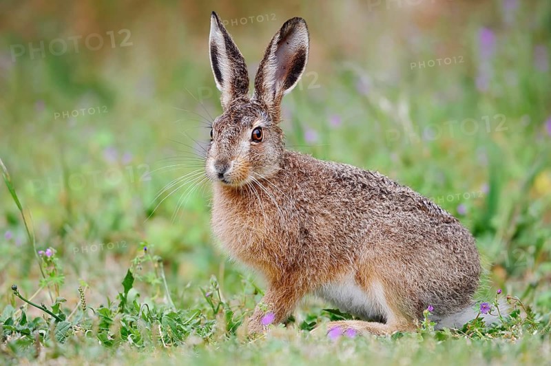 European hare (Lepus europaeus), North Rhine-Westphalia, Germany