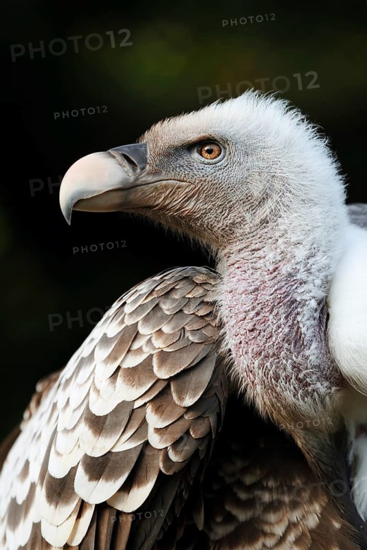 Barred vulture (Gyps rueppelli), portrait, captive, occurrence in Africa
