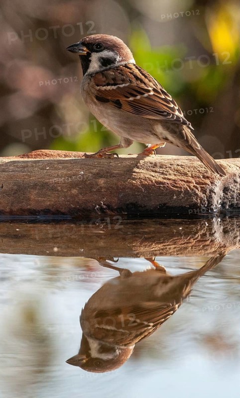 Tree Sparrow, Passer Montanus, Sparrow, Tree Sparrow, Bath, Birds, High Size, Portrait, Passeri, Songbirds, Sparrow, Sparrow, Sparrow, Sparrow, Sparrow, Sparrow, Watering Place