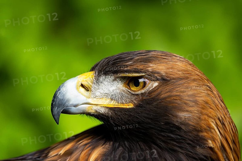 Close-up of an eagle with a distinctive beak against a green background, Golden Eagle (Aquila chrysaetos), adult, animal portrait, in winter, Bohemian Forest, Czech Republic