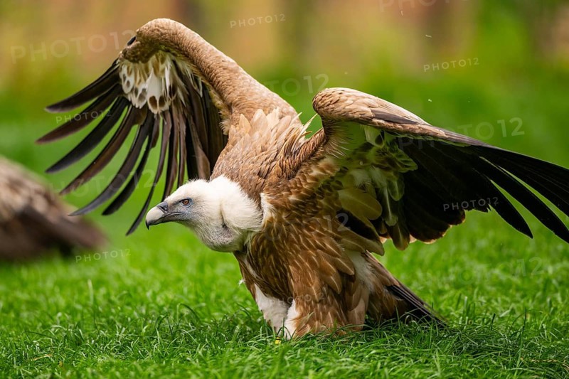 Griffon Vultures (Gyps fulvus) starts flying from a meadow in spring, bavaria, Germany