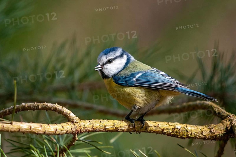 Blue tit, parus caeruleus, birds, tits, passeri, songbirds, songbirds, tits, birds