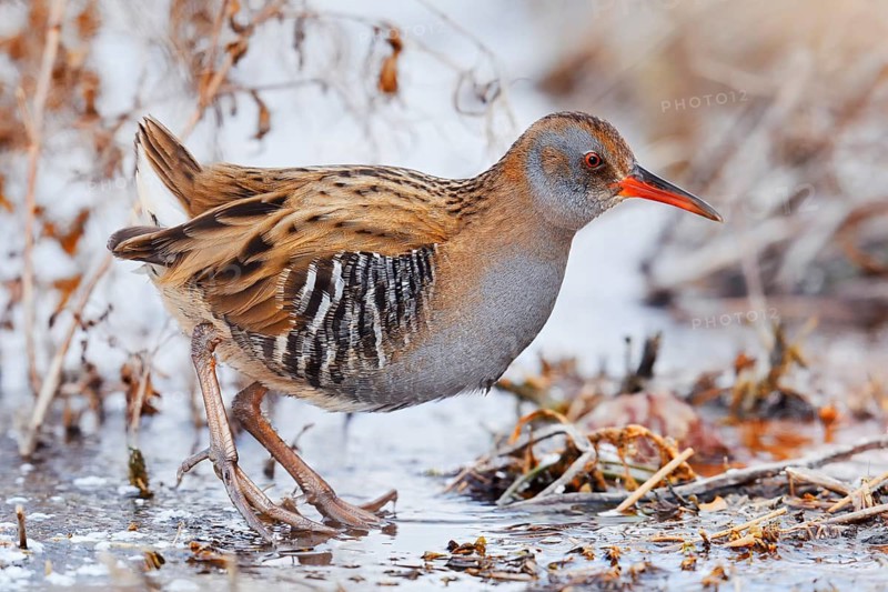 Water rail (Rallus aquaticus) in winter, North Rhine-Westphalia, Germany