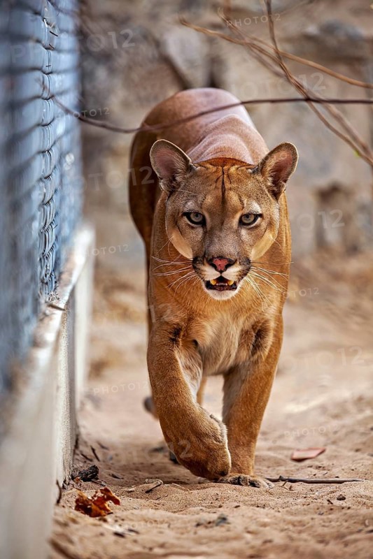 A Cougar is creeping along a fence on sandy ground, the surroundings are rocky. A mountain lion, or Cougar, in an enclosure in Petrolina, Brazil (Cougar concolor)