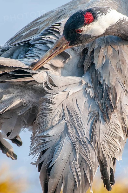 A crane (Grus grus) preening its plumage, Fågelsjö, Gävleborg County, Sweden