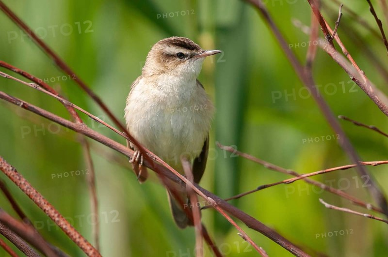 Acrocephalus Schoenobaenus, Sedge Warbler, Birds, Passeri, Songbirds, Birds, Warbler