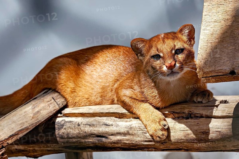A jaguarundi lies relaxed on a log, the sunny light highlights its golden-brown fur. The jaguarundi in an enclosure in Petrolina, Brazil (Herpailurus yagouaroundi)