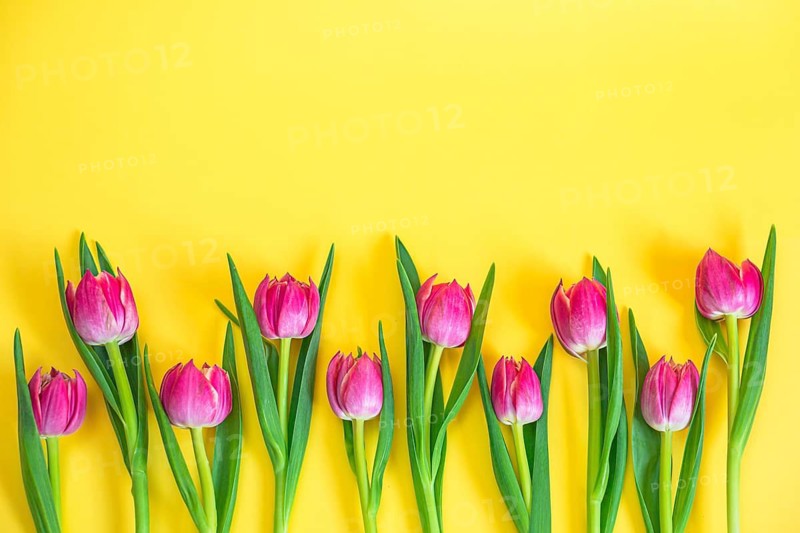Pink mini tulip bouquet on yellow background with copy space, empty text place. Flower shop advertising layout. Woman Day, March 8. Spring gift certificate for flower shop or beauty studio