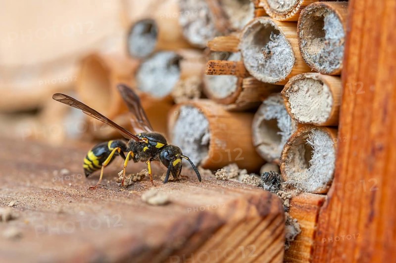 Large stem wasp, hymenoptera, clay wasp, wall clay wasp, Odynerus nidulator, Symmorphus murarius, wrinkle wasp, female, insects, female