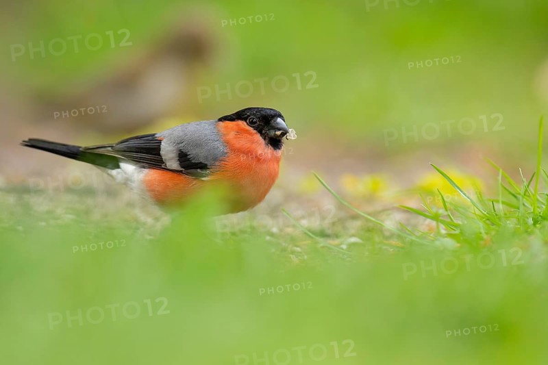 Bullfinch (Pyrrhula pyrrhula), Vechta, North Rhine-Westphalia, Germany