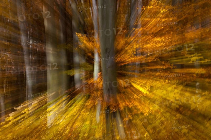 Atmosphere, autumn, tree, beech forest, trees, autumn, landscape, deciduous forest, mood, tree, forest, wood