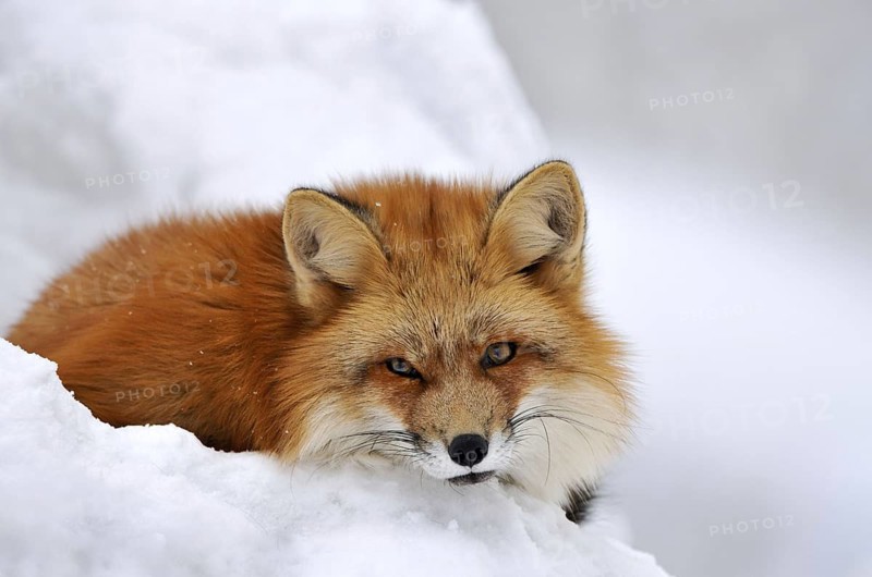 Red fox, animal, animals, beast of prey, beasts of prey, camera view, eye contact, canids, carnivores, carnivores, carnivores, an animal, individual animal, single animal, eye contact, mythical animal, fauna, fauna of Germany, fauna of Germany, frontal, frontal view, fox, foxes, furred game, game animals, ground game, head and portrait, head and shoulders portraits, head shot, head shots, headshots, portrait format, dog-type, season, seasons, head and shoulder portrait, head and shoulder portraits, looking at camera, looking toward camera, mammal, mammals, one animal, portrait, portrait photography, portrait photo, portrait photos, portraits, portrait, portrait photography, portrait photography, portrait photo, portrait photos, portraits, predator, predators, predators, predators, predators, predators, predators, predators, red foxes, mammal, mammals, snow, season, seasons, single animal, single animals, snow, animal, animals, vertical format, from the front, front
