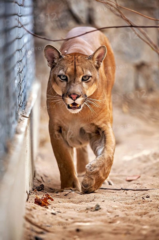 A Cougar, its eyes alert, walks along a sandy path beside a fence. A mountain lion, or Cougar, in an enclosure in Petrolina, Brazil (Cougar concolor)