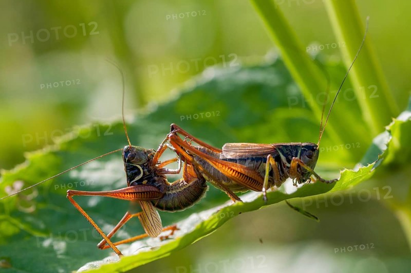 Grasshoppers, deciduous locusts, Metrioptera roeselii, Roesel's bush cricket, Roeseliana roeselii, roesels bite scare, bog bush cricket, couple, ensifera, grasshoppers, grasshoppers, insects, copula, long-feeler scare, mating, couple, mating, couple, mating, pairing