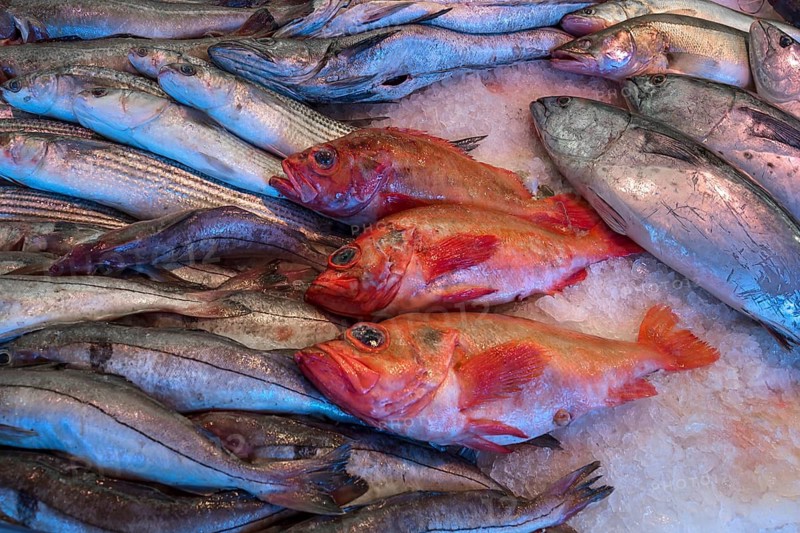 Redfish (Sebastes norvegicus), tuna (Thunnus) and various other species of fish on ice, fish market, Enschede, Netherlands