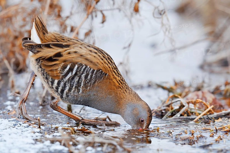 Water rail (Rallus aquaticus) foraging in winter, North Rhine-Westphalia, Germany