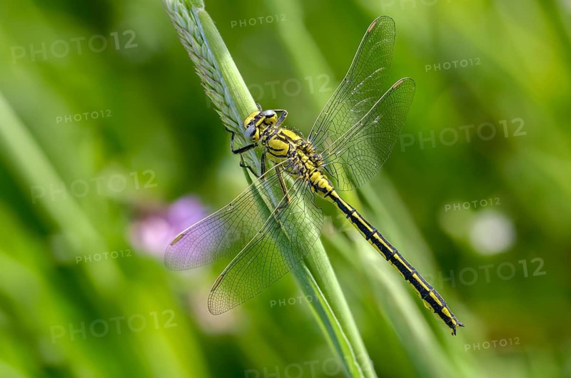 Rivermaids, Gomphidae, Gomphus Pulchellus, Wedgemaid, Western Clubtail, Western Wedge Maiden, Anisoptera, Damselflies, Dragonflies, Insects, Dragonflies, Odonata