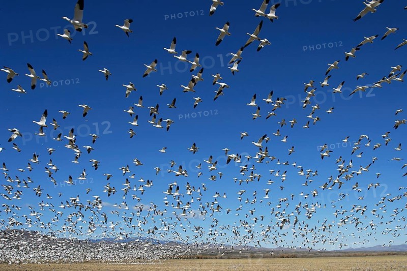 Animals, birds, a flock of snow geese against a blue sky, New Mexico, Boyque del Apache, snow goose, aerial photograph, landing approach, (Chen caerulescens), USA, United States