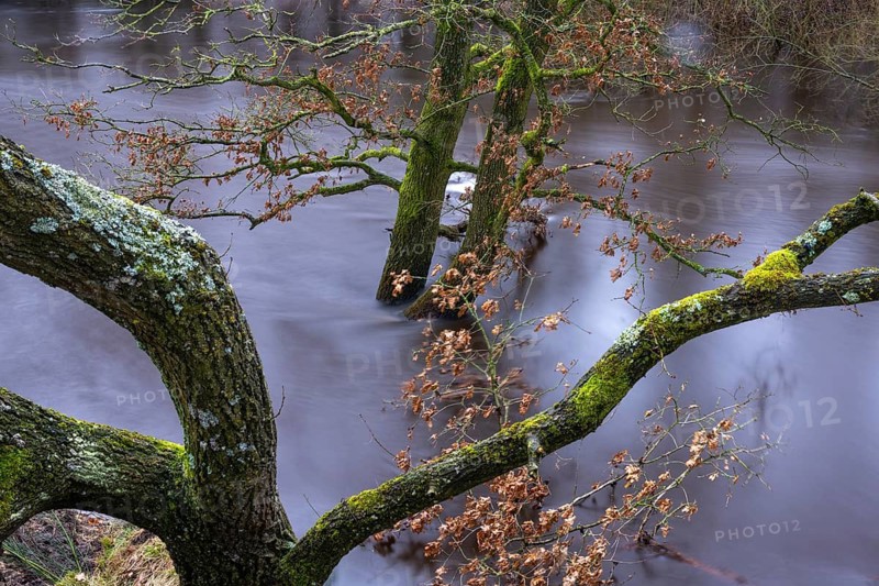 Oak trees on the banks of the Hunte during floods at Barneführer Holz, Sandhatten, Lower Saxony, Germany