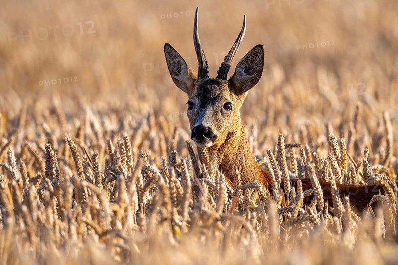 A roe deer (Capreolus capreolus) in a cereal field during the leaf-growing season, Vechta, Lower Saxony, Germany