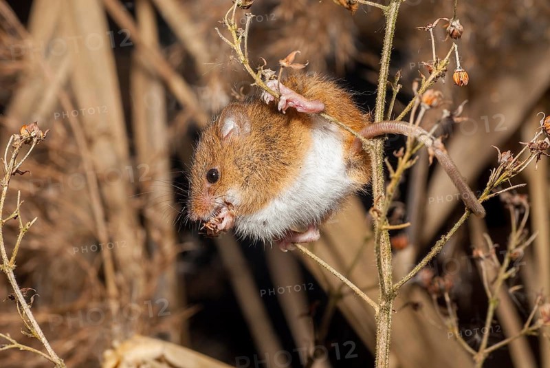 Harvest Mouse, Micromys Minutus, Rodents, Rodentia, Dwarf Mouse, Mammals, Muroids, Rodents, Mammals