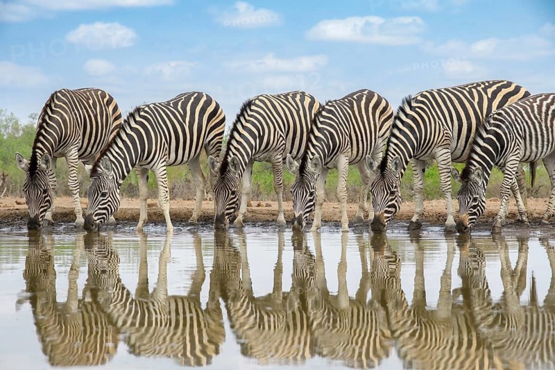 Burchell's zebras, (Equus quagga burchellii), drinking at a watering hole, Mashatu Game Reserve, Botswana