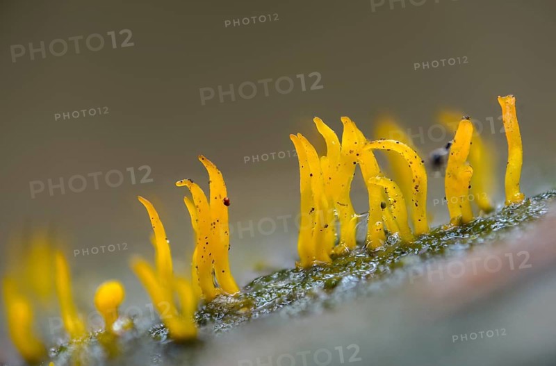Calocera cornea, oak horn, hardwood horn, pink-shaped horn, small stagshorn, fungi, fungus, mushrooms