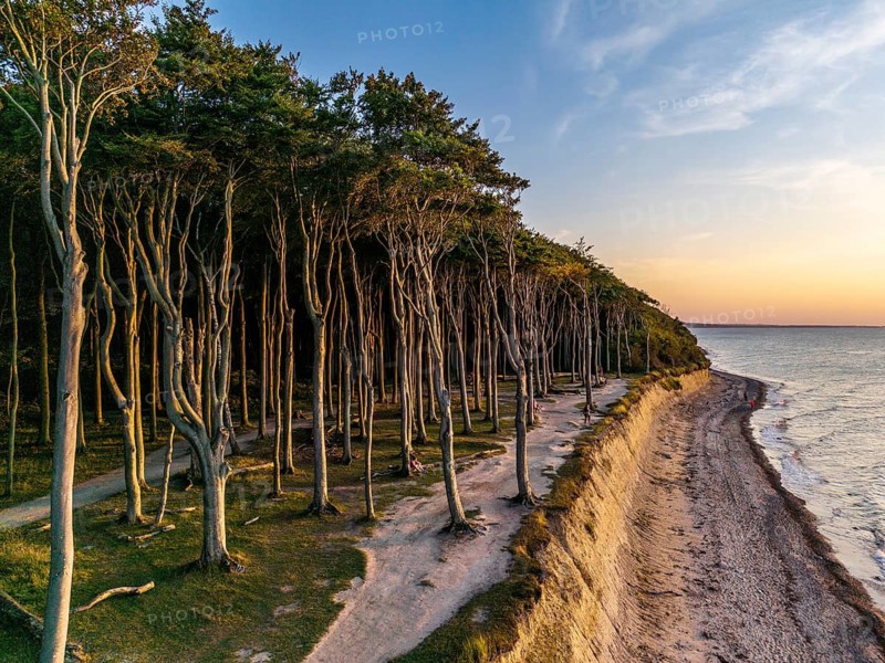 Ghost forest at the golden hour, Nienhagen, Germany
