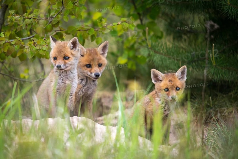Carnivora, predators, red fox, vulpes vulpes, fox, adolescent, juvenile, mammals, raptors, mammals, puppies