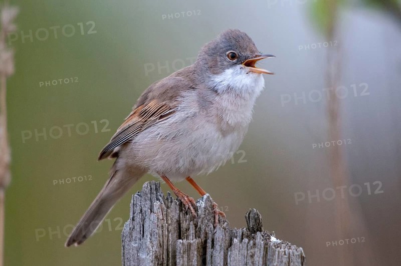 2009, Brandenburg, Warbler, Germany, Nabu, national natural heritage, natural paradise Grünhaus, Sylvia Communis, whitethroat, post-mining landscape, birds, spring, garden, song, green house, male, passeri, singing, songbirds, song birds, spring, birds