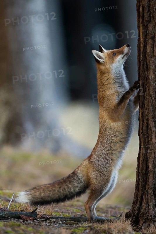 Fox, red fox (Vulpes vulpes), biotope, habitat, foraging, young animal, cubs
