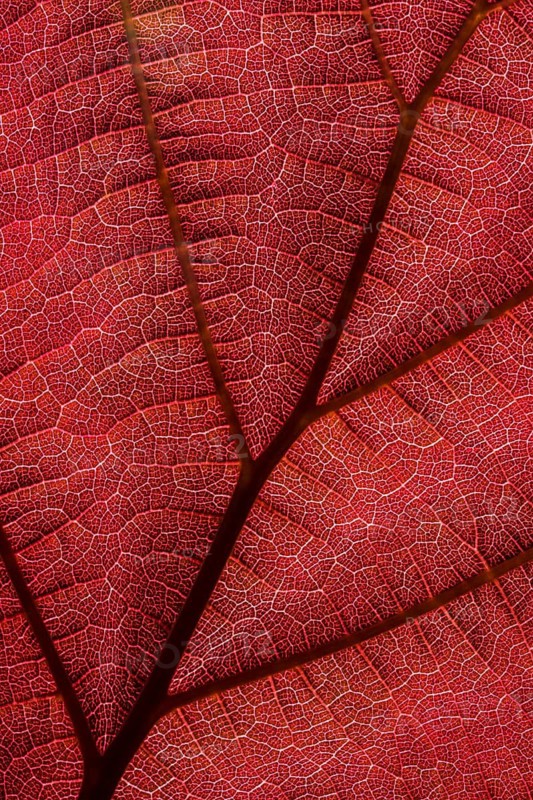 Close-up of the Red Zellernut, red-leaved hazel or cobnut, red-leaved Zellernuss, Corylus avellana