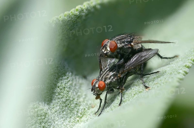 Brachycera, meat fly spec., meat flies, sarcophagidae, sarcophagidae spec., diptera, insects, copula, two-winged birds