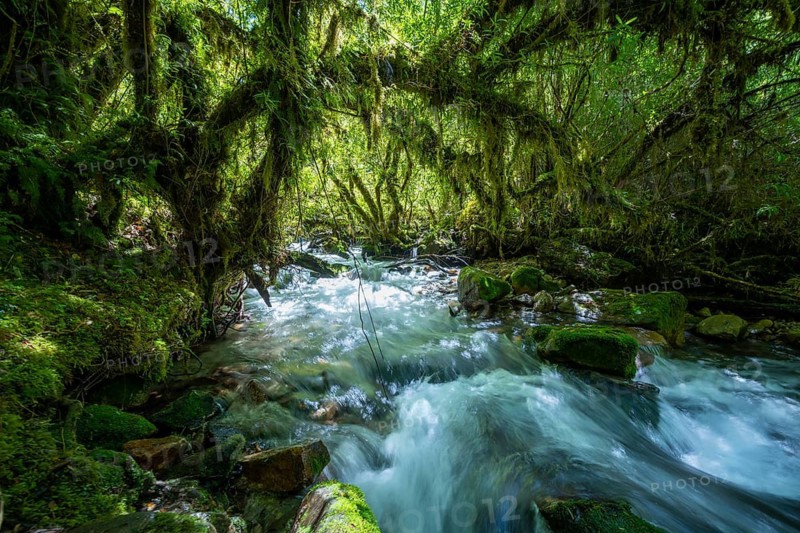 Stream flows through the forest, branches covered with lichens and moss, temperate rainforest, Valdivian or North Patagonian rainforest, Parque Nacional Alerce Andino, Llanquihue, Los Lagos, Chile