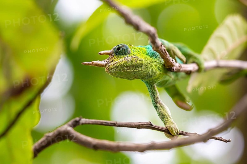 Three-horned chameleon (Trioceros jacksonii), male, between leaves on a branch, Bwindi Impenetrable Forest National Park, Uganda
