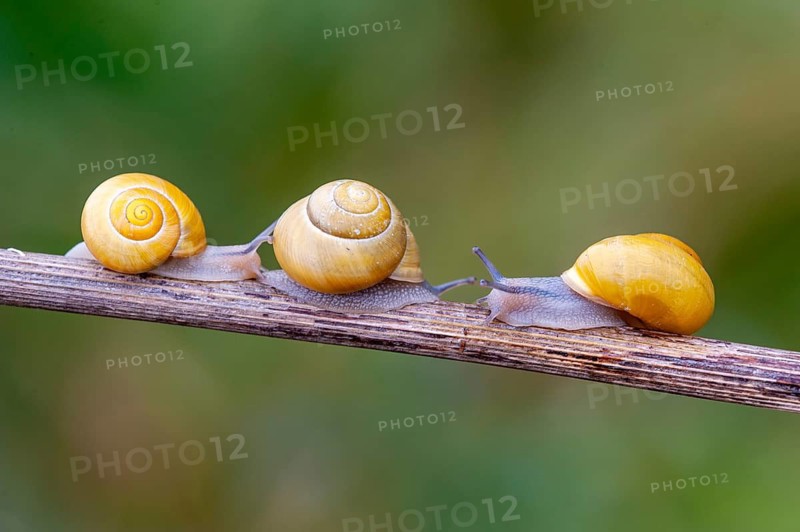 Garden banded snail (Cepaea hortensis), Vechta, Lower Saxony, Germany