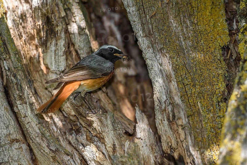 A male redstart (Phoenicurus phoenicurus) sits in front of its nesting cavity in a rotten tree, holding captured insects, Bavaria, Bavaria, Federal Republic of Germany