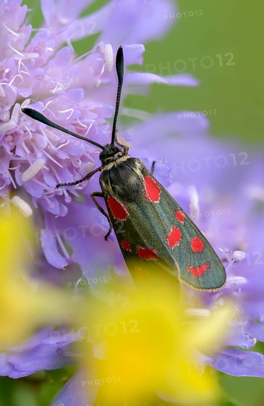 Carniolane burnet, eastern burnet moth, esparset ram, Carniola ram, zygaena carniolica, blood droplets, burnet, butterfly, high size, portrait format, insects, moths, moths, moths, butterfly, ram