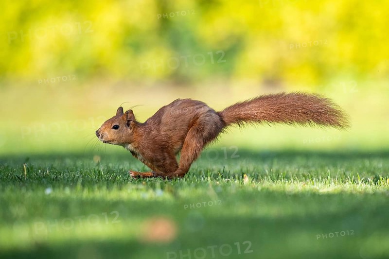 Squirrel (ciurus vulgaris), cute, Vechta, Lower Saxony, Germany